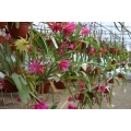 Epiphyllum hybrids package 1: 5 different ones our choice